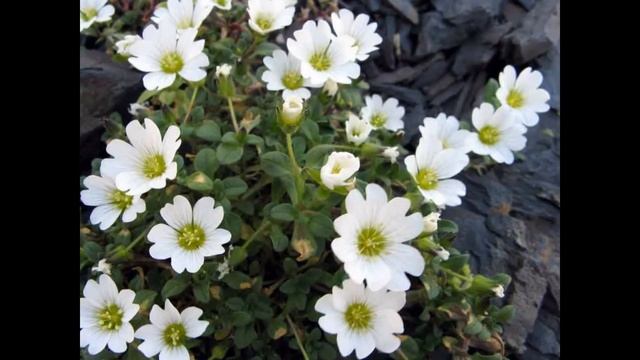 ЯСКОЛКА  (CERASTIUM)  сем. Гвоздичные смотреть онлайн