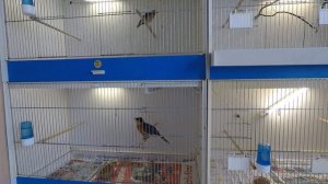 Песня седоголовой чекановой горихвостки.(Cossypha niveicapilla)