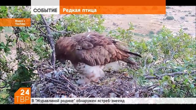 В «Журавлиной родине» обнаружен ястреб-змееяд смотреть онлайн