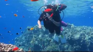 погружение. Красное море.