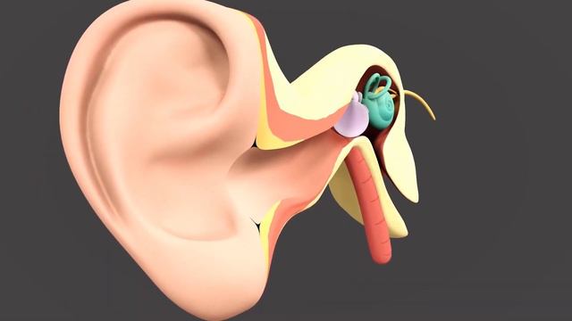 Shocking Facts About Your Ears That We Bet You Didn't Know смотреть онлайн