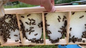 Пошла акация. Делаю сотовый мёд ?