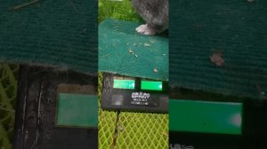 Кролики Ризен.фландер.обер.гиганты.