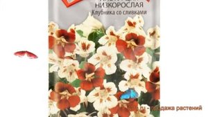 Настурция низкорослая Клубника со сливками ? обзор: как сажать, семена настурции