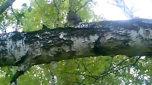 Май. Молодой дрозд. смотреть онлайн