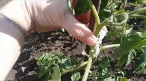 Как легко зафиксировать  томаты к колышкам.Клипсы для подвязки растений-держатель томатов 25 мм.