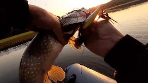 Рыбалка на Иртыше.  Ловля Щуки и Окуня на поверхностные приманки.  Щучье-Окуневое эльдорадо.