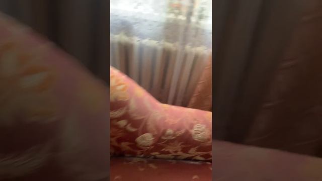 Откуда берутся клопы? Напишите в комментариях. смотреть онлайн