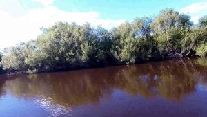 Ловля сазана в коряжнике,флэт метод,река Чулым..mp4