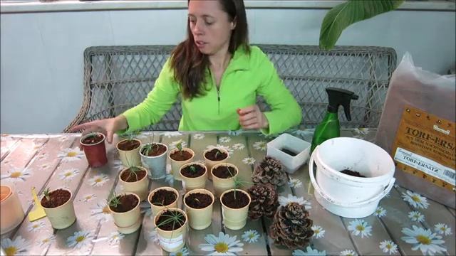 размножение Итальянckoй кедровoй сосны смотреть онлайн