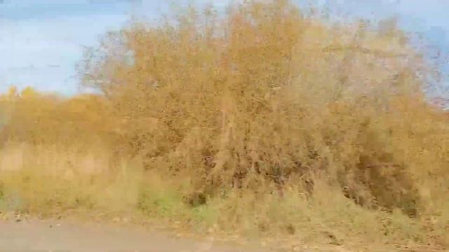 Шашлыки из курицы, (продолжение). Угощаю внучек! смотреть онлайн