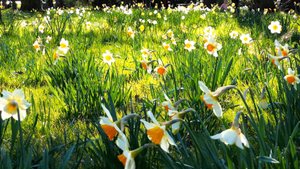 Музыка для души "Весенняя соната до минор" | Красивая музыка | Фоновая музыка