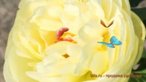 Пион травянистый Лемон Шифон (paeonia lemon chiffon) ? обзор: как сажать, саженцы пиона Лемон Шифон