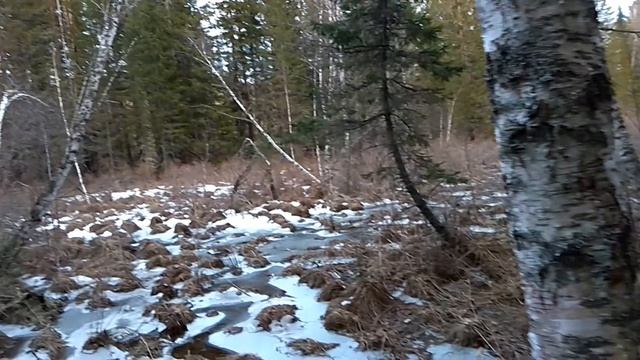 В тайгу. Охота с Западносибирской лайкой. ЗСЛ. ВСЛ. Восточносибирская лайка. Сезон 2018. Натаска.