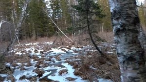 В тайгу. Охота с Западносибирской лайкой. ЗСЛ. ВСЛ. Восточносибирская лайка. Сезон 2018. Натаска.