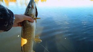 Jackall Giron сводит с ума осенних щук. Сплав по реке