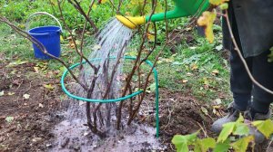 Правильная подготовка смородины к зиме. Такой куст даст максимально много крупной ягоды.