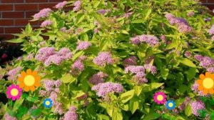 Спирея японская Голден принцесс. Краткий обзор, описание spiraea japonica Golden Princess