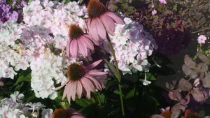 Флоксы в саду- полторы минуты летнего релакса.  Мои сорта флоксов.