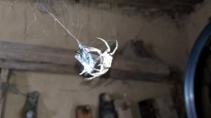 Паук крестовик против большого клопа