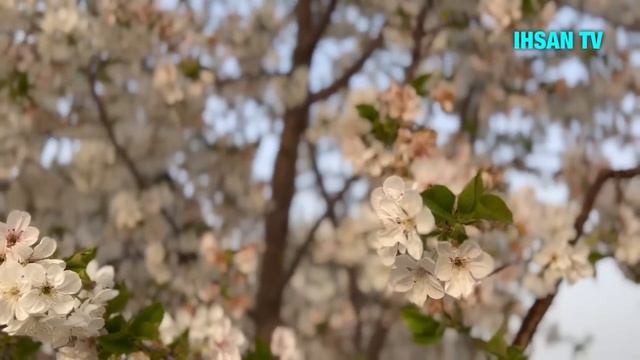 Эй мохи махсуси Худо. Кори Сиратуллох раупов смотреть онлайн