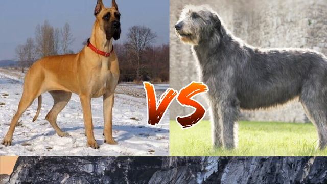 #Немецкий дог против Ирландского волкодава//Animals Battle//