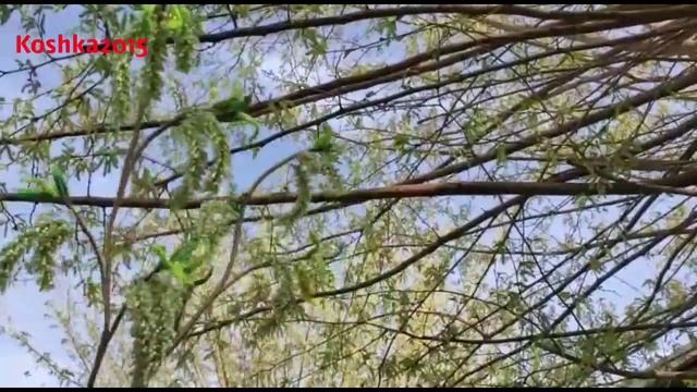 Веточки Тутового дерева (Шелковица) из бисера Анонс от Koshka2015 - цветы из бисера, бисероплетени смотреть онлайн