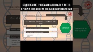 Содержание трансаминаз (АЛТ и АСТ) в крови и причины их повышения/снижения #трансаминазы #аст #алт