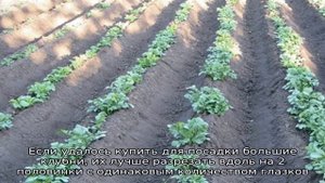 Картофель Голубизна
