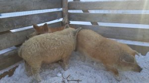 Венгерская мангалица поросята 4 месяца , в гостях у покупателя.