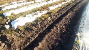 Посадка Клубники / Гряды для клубники / Полив