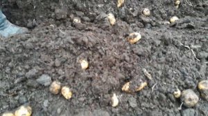 Результат поздней посадки картофеля.