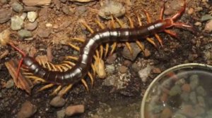 Amazing facts about Amazon rainforest, Animals! Amazon rainforest Tribe - Snake! / Qaiso Facts