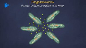 7 класс - Биология - Тип ресничные, или инфузории