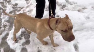 Питбуль Граф приехал в Хотьково на занятие с кинологом…