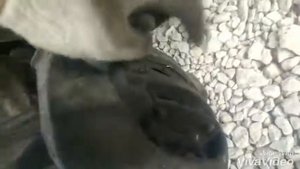 Т 4 замена передних колодок.