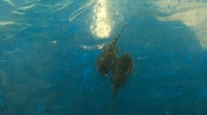 Целующиеся псевдоскаты Севилья