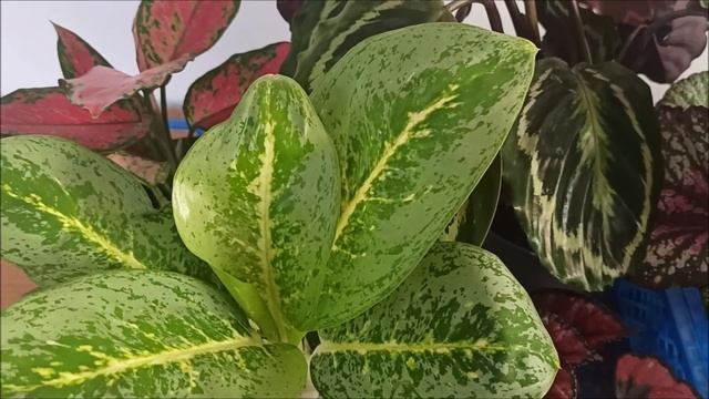 Стартеры ? Бегоний на ПРОДАЖУ ПОЧТОЙ и НОВИНКИ коллекции смотреть онлайн