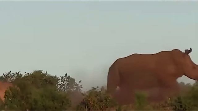 ТАНК СРЕДИ ЖИВОТНЫХ! Вот Почему с Носорогом Лучше не Встречаться! смотреть онлайн