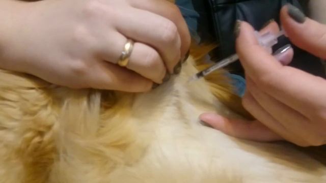 Инъекция инсулина коту