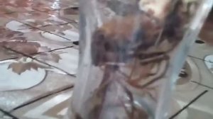 Реанимация цимбидиума проходит успешно.видио № 1