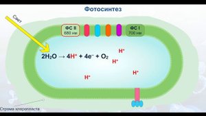 Фотосинтез