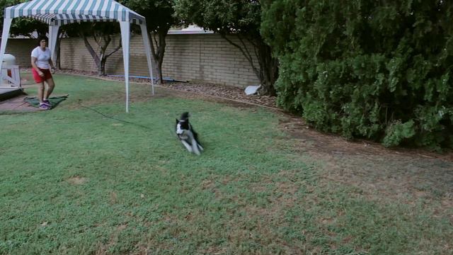 How to Stop a Border Collie From Charging : Dog Training That Works смотреть онлайн