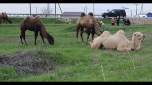 Верблюжий остров