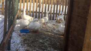 Где же я раздобыла Моих гусей/ На каком хозяйстве приобрела Яйцо гусей Линда