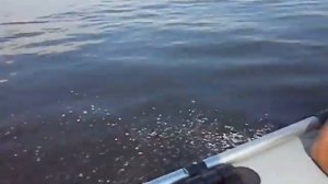 Лодка Адмирал 305 + Yamaha 5