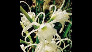 ИСМЕНА или ГИМЕНОКАЛЛИС (HYMENOCALLIS -ISMENE) сем. Амарилисовые