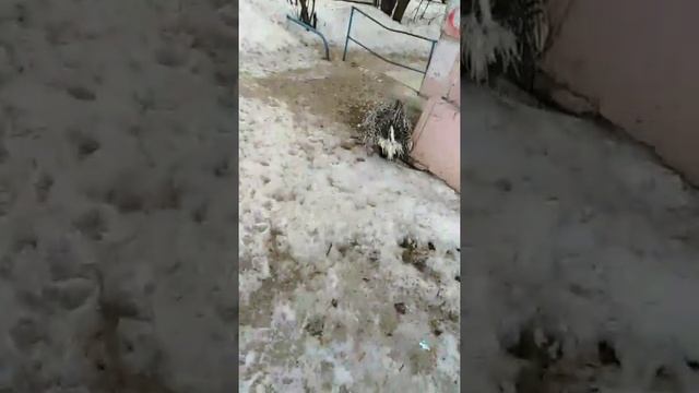 Живёт ДИКОБРАЗ ОКОЛО МОЕГО ДОМА !!!!!!!!ВСЕ НОВОСТИ НА НАШЕМ КАНАЛЕ смотреть онлайн