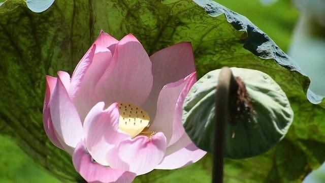 Приятная короткая музыка - Музыка без слов для отдыха и релаксации - Music without words for rest смотреть онлайн