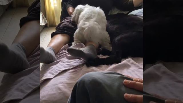 собаки моего друга. смотреть онлайн